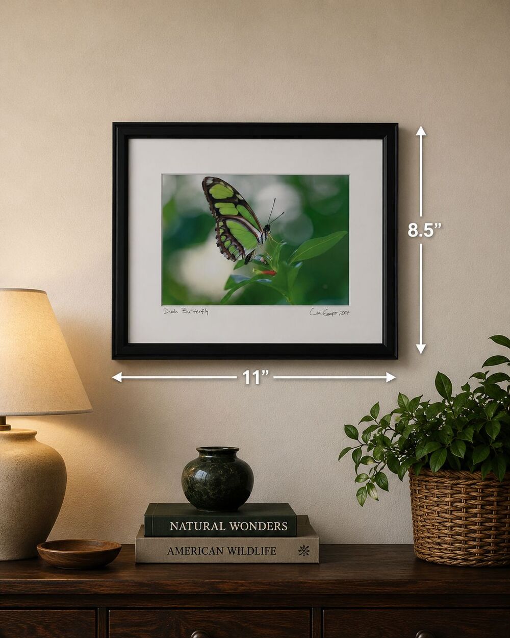 Signed Lance Cooper Dido Butterfly Framed Photo Print 2007 Nature Photography